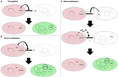 Novel assay to measure the plasmid mobilizing potential of mixed microbial communities